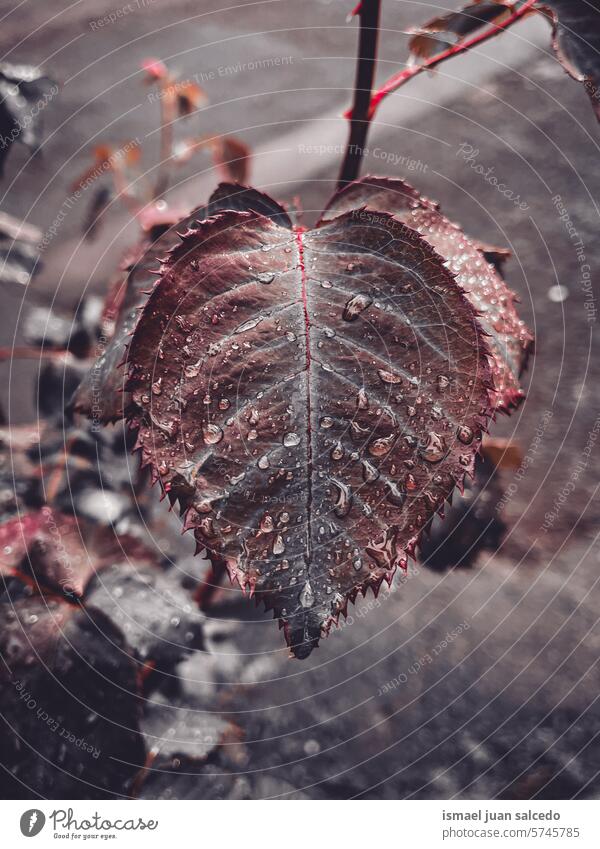 drosp on the rose plant leaf in rainy days leaves drops raindrop water wet shiny bright garden floral nature natural foliage abstract textured freshness