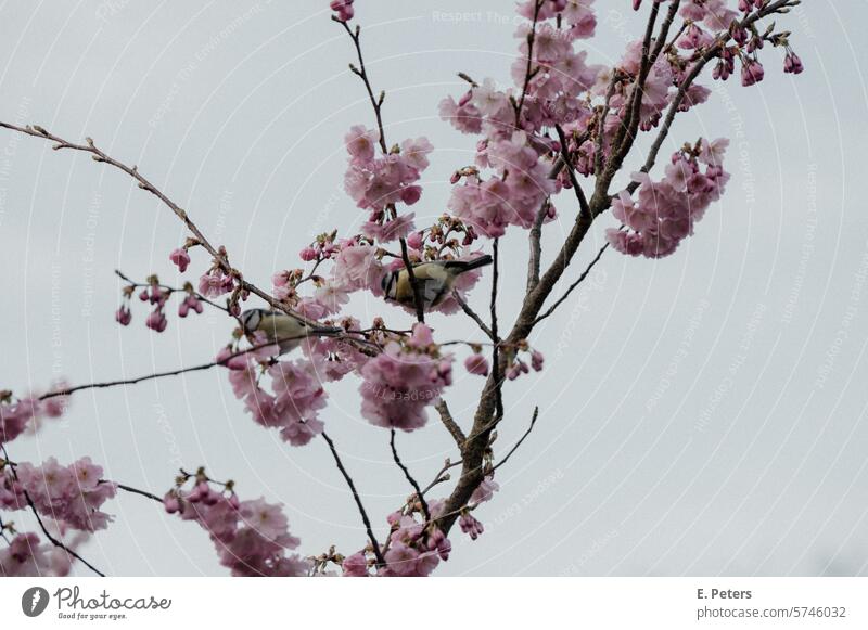 Blossoming cherry tree in spring Cherry tree cherry blossom Park Evening sun Sunset Tree Spring Pink Exterior shot Spring fever Cherry blossom Nature Plant