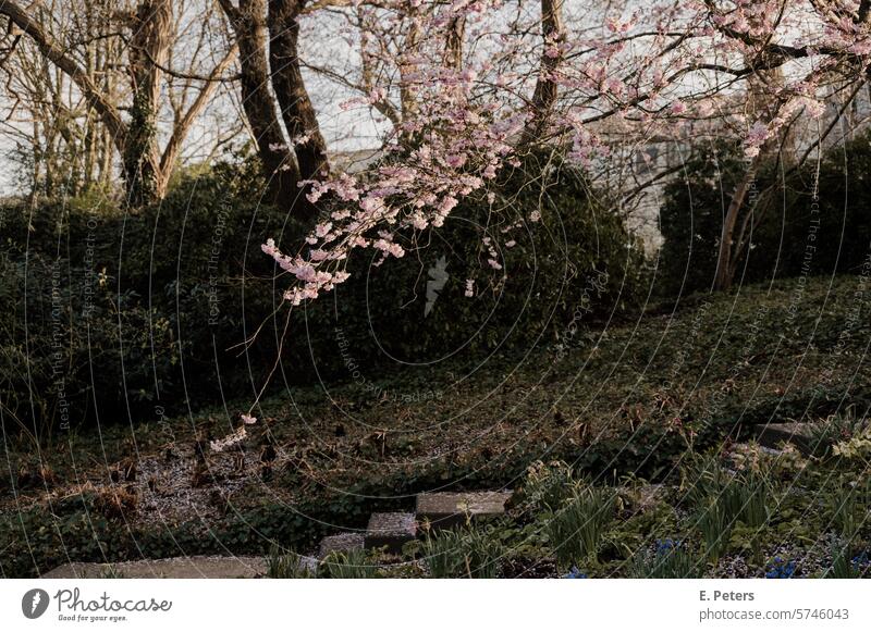 Blossoming cherry tree in spring Cherry tree cherry blossom Park Evening sun Sunset Tree Spring Pink Exterior shot Spring fever Cherry blossom Nature Plant