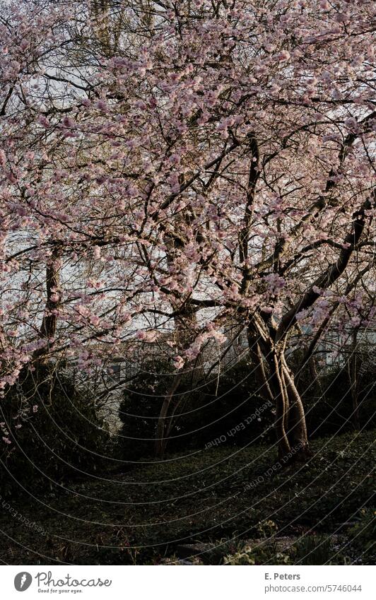 Blossoming cherry tree in spring Cherry tree cherry blossom Park Evening sun Sunset Tree Spring Pink Exterior shot Spring fever Cherry blossom Nature Plant