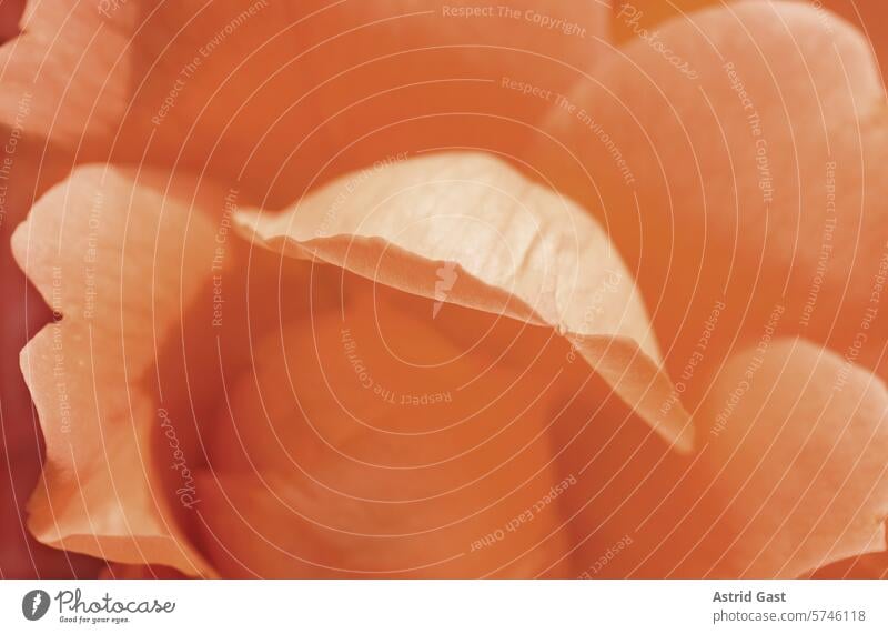 Close-up of the petals of a rose in Peach Fuzz Flower pink anemone Blossom peach fuzz Orange Pink dusky pink peachy Nature Plant macro blossom Beauty & Beauty