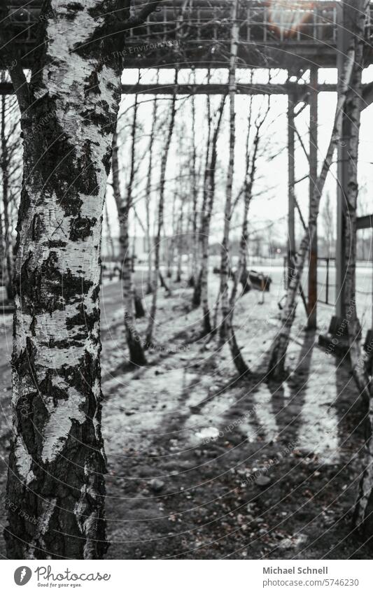 Birches - A bit of nature on the site of the Hansa coking plant (Dortmund) Coking plant Industry cooling tower Industrial heritage Steel factory coke