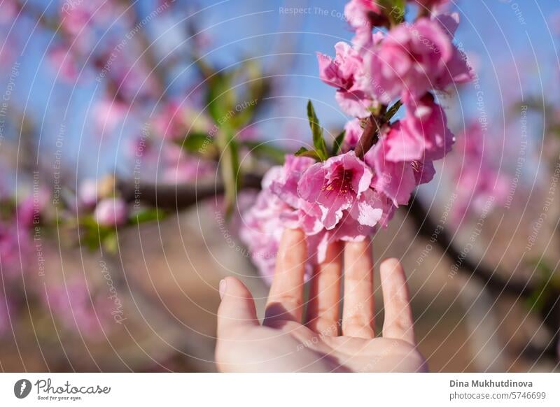 hand touching almond tree blossom in bloom against blue sky. Spring background. Pink blossoms of cherry or peach trees in orchard garden. Agriculture industry.