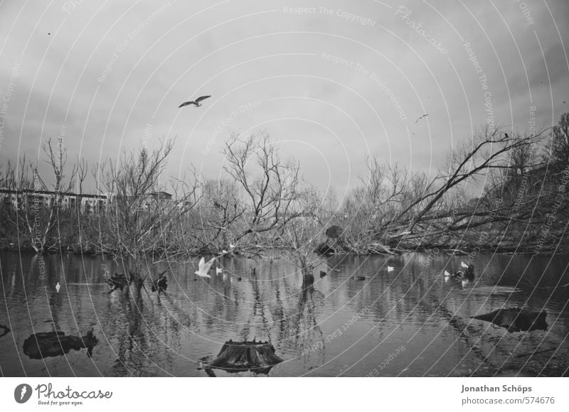 Lochend Park I Environment Nature Landscape Sky Plant Tree Lakeside Bog Marsh Pond Animal Bird Group of animals Esthetic Dark Creepy Death Threat Scotland