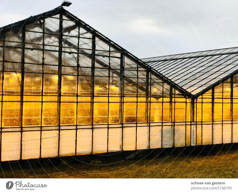 That gives warm Greenhouse Plant Garden Sky Light Growth Nature Botany Environment Botanical gardens Colour photo Foliage plant Deserted Virgin forest Organic