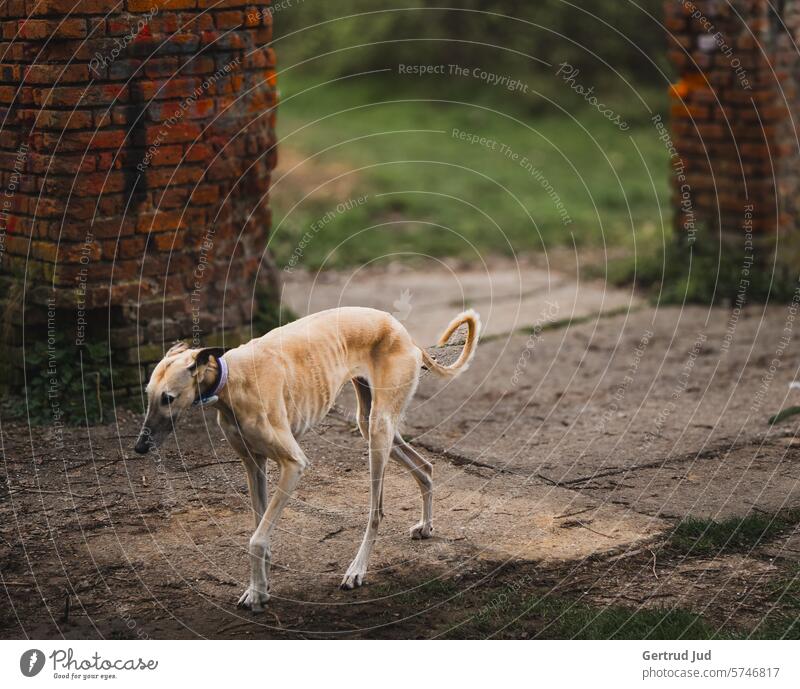 Greyhound in front of an old brick wall Spring Patina Old Rust Exterior shot Colour photo Subdued colour Brown Day Contrast Weathered Structures and shapes