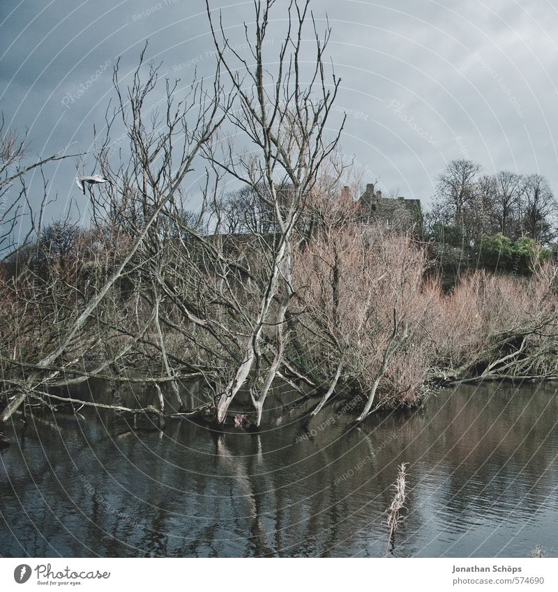 Lochend Park II Environment Nature Landscape Sky Plant Tree Lakeside Bog Marsh Pond Esthetic Dark Creepy Death Threat Scotland Great Britain Water