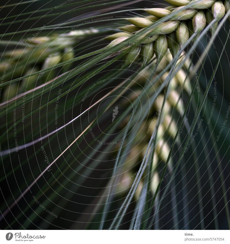 staple foods Barley Grain Nature Agriculture Dim Arrangement lines Detail Plant Agricultural crop Ear of corn Grain field Cornfield Food Ecological Harvest