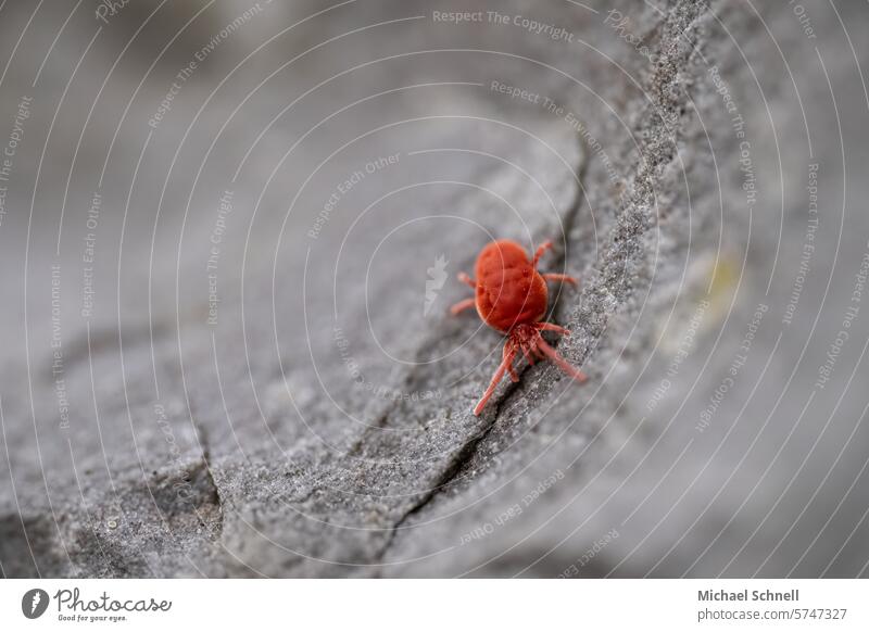 Red velvet mite (Trombidium holosericeum) red spider Spider Mite Mites pilous Hairy body Macro (Extreme close-up) Close-up Animal 1 Insect arachnid fluffy