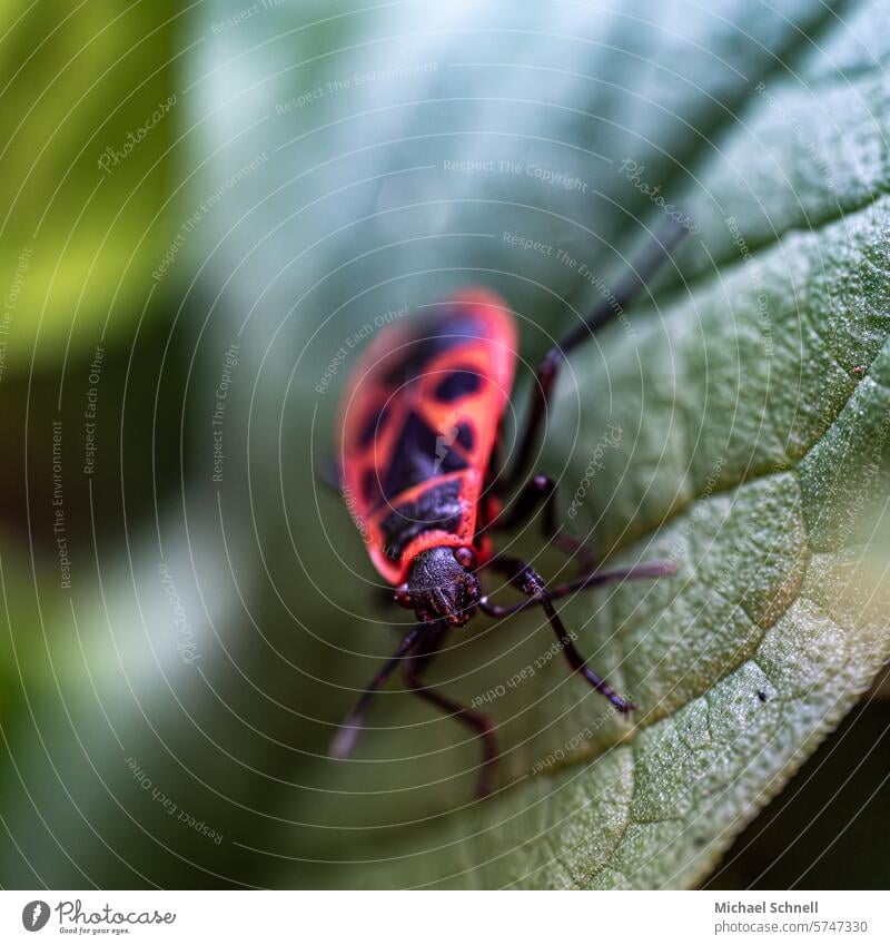 Fire bug (Pyrrhocoridae) Firebug Insect Animal Nature Bug Close-up Macro (Extreme close-up) Colour photo Shallow depth of field deterrent Warn Detail