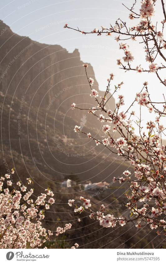 almond blossoms in spring with view of mountains. Springtime in nature. Cherry blossom and great outdoors. Hiking trip. flower bloom tree Almond tree