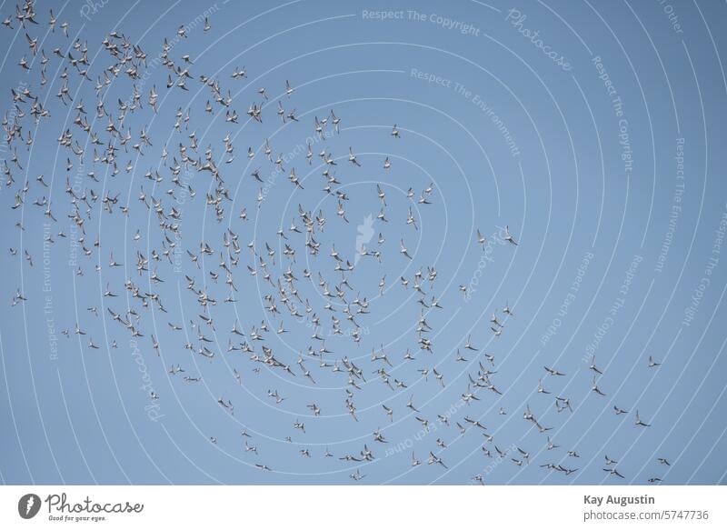 Flock of snipe birds National Park Bird's-eye view Flock of birds birdwatching Flight of the birds bird sanctuary Sylt landscape Island Sylt island North Sea