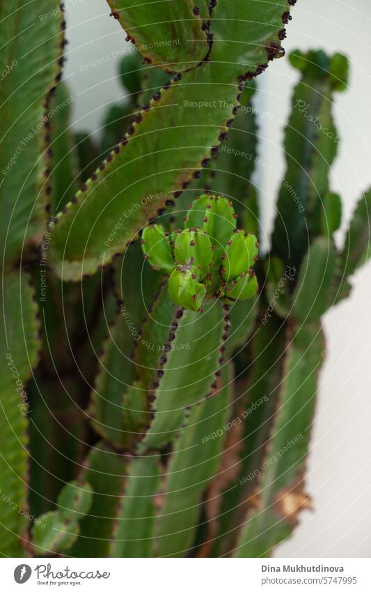 vertical minimal poster with lush green euphorbia plant closeup. Interior decoration for minimal style apartment eco interior. cactus Cactus Plant Colour photo