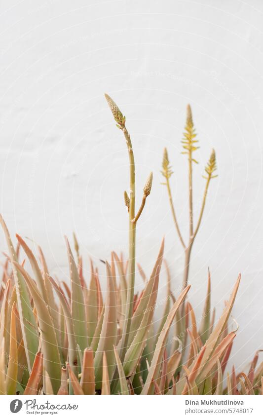 tropical aloe vera plant on white wall, herbal natural remedy. harmony with nature. aesthetic white wall vertical background with copy space. canary islands