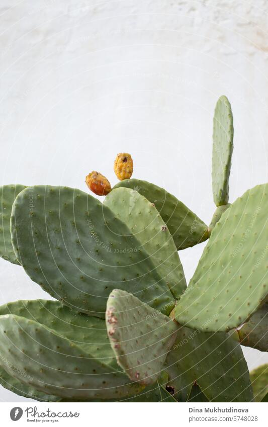 minimal poster with opuntia green cactus with white wall background. Interior decoration for minimal style apartment interior. Cactus Plant Colour photo Nature