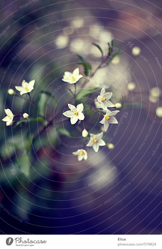 Bloomkeh Nature Plant Spring Blossom Esthetic White Beautiful Violet Blossoming Flower Exterior shot Close-up Detail Deserted Copy Space bottom Contrast