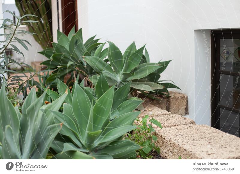 agave plants growing in the garden in white villa in Tenerife, Canary Islands. natural herbal eco abstract background with copy space. Succulent plants. Botanical horizontal wallpaper. real estate property in Canary Islands.