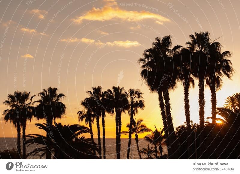 silhouettes of palm trees and ocean at sunset near the beach. Summer vacation and travel. Resort view. resort summer Vacation & Travel Palm tree Nature Beach