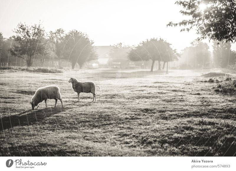 [300] Pure Morning Nature Landscape Sky Cloudless sky Sunrise Sunset Autumn Beautiful weather Fog Tree Grass Meadow Village Outskirts