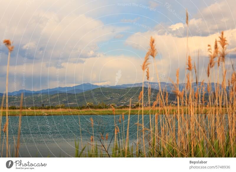 Nature reserve of the Isonzo river isonzo river cane thicket nature reserve of the Isonzo river mouth caneo soca river island of the cona Italy tourism