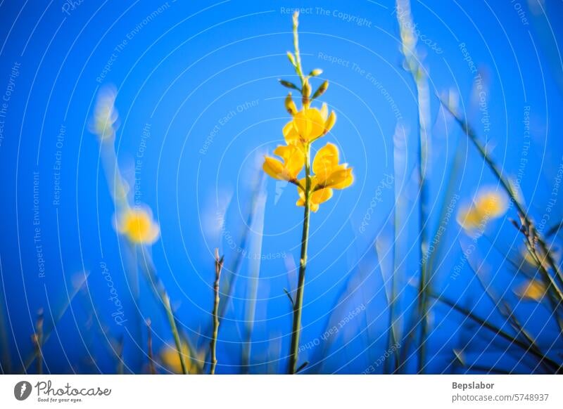 Close up of broom plant flower yellow nature natural vegetation sicilian landscape panorama countryside italy sicily hill bush mountain touristic tourism