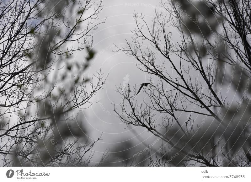 A bird of prey between trees and bushes in the park at dusk. Bird of prey Animal Nature Wild animal Animal portrait Deserted Treetops Branches and twigs Sky