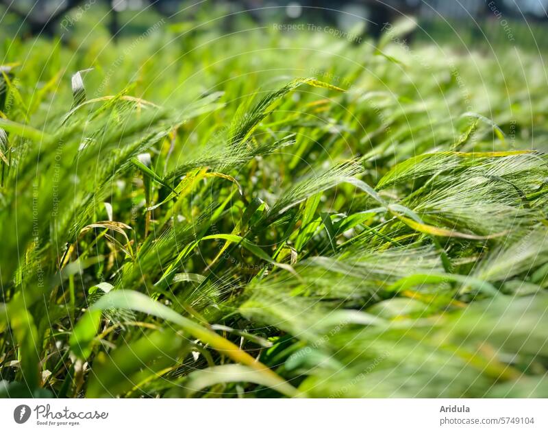 Green wheat in the wind Wheat Wind Sun Field Grain Agriculture Ear of corn Wheatfield Grain field Growth Nutrition Agricultural crop Cornfield spike Plant Food