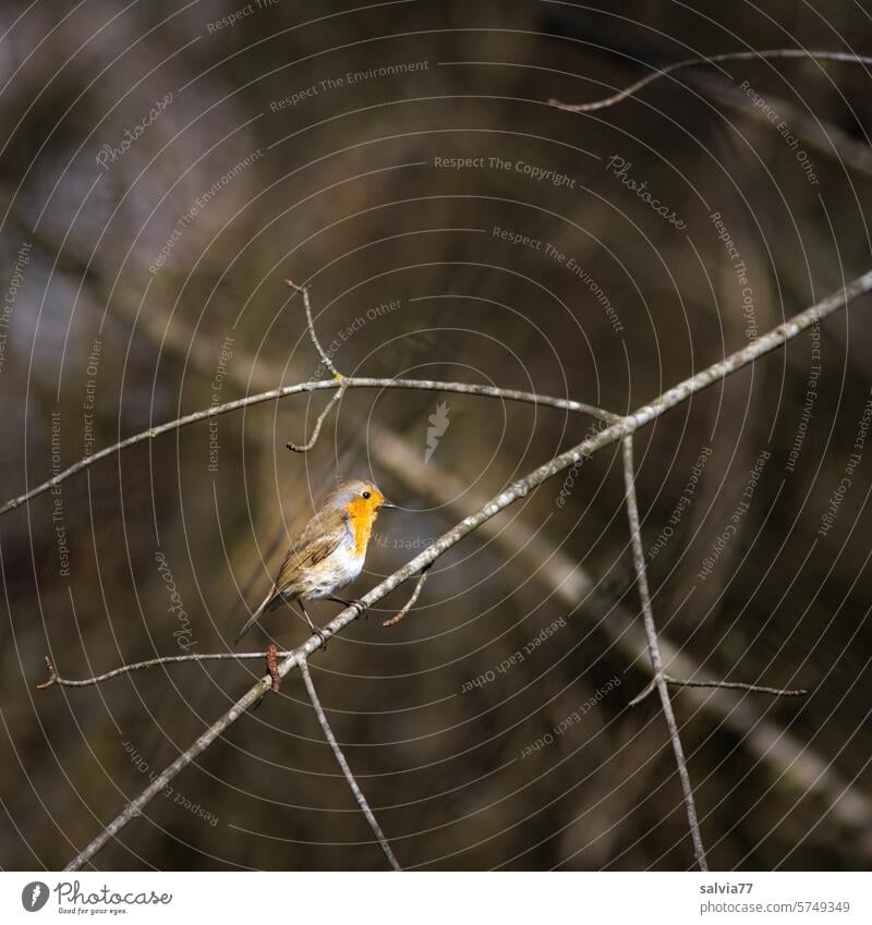 Robin sitting on a bare branch Bird songbird Robin redbreast Twig Nature Animal Small Songbirds Ornithology Deserted Cute Colour photo Exterior shot Forest