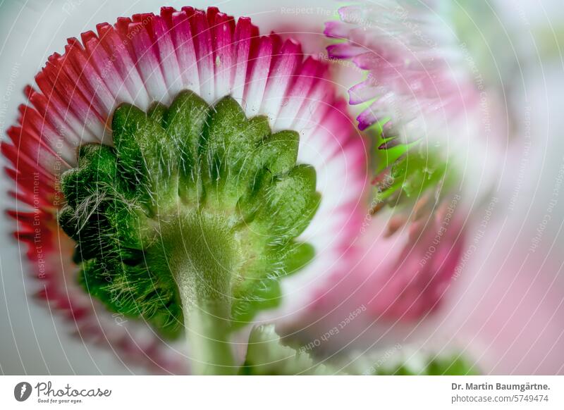 Bellis perennis, commonly known as daisy; cultivar, inflorescence from the underside with red ray florets Daisy inflorescences shrub Herbacious composite