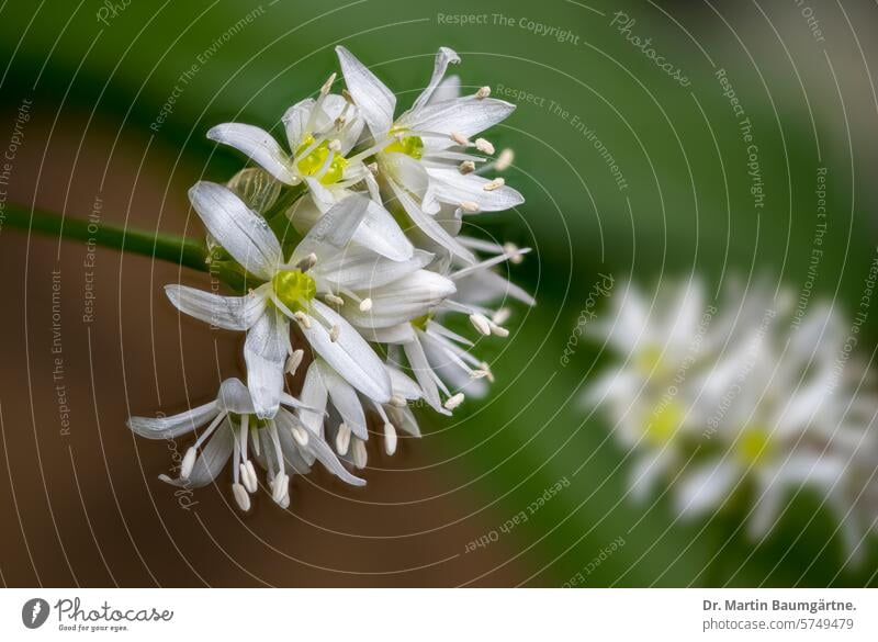 The cat poison wild garlic, Allium ursinum, inflorescence, Amaryllidaceae, Amaryllis family Club moss allium ursinum Bear's Leek blossoms wild vegetables