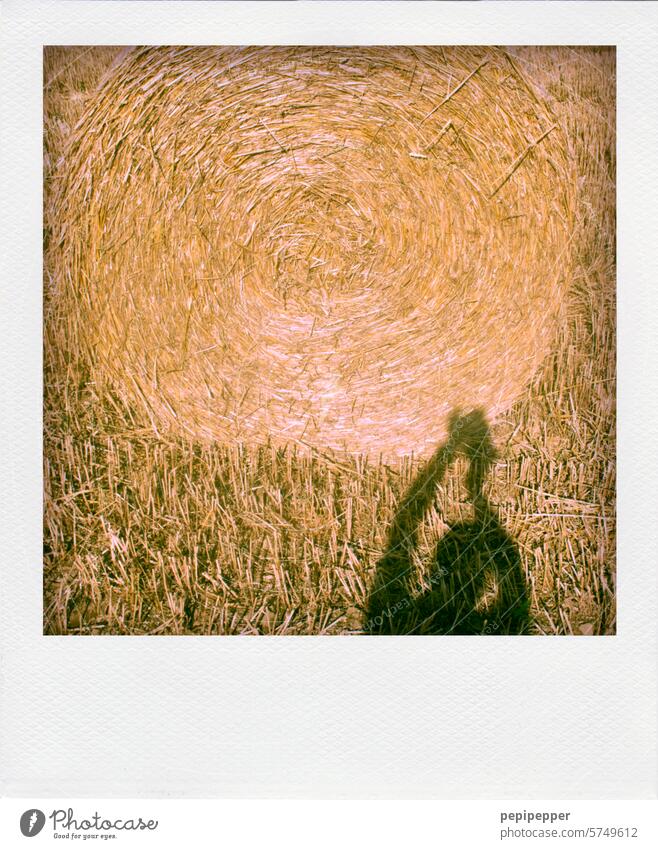 Crop circle crop circles Cornfield Grain Grain fields Harvest Bedding Hay Agriculture photograph Photography Take a photo taking a photograph Field Ear of corn