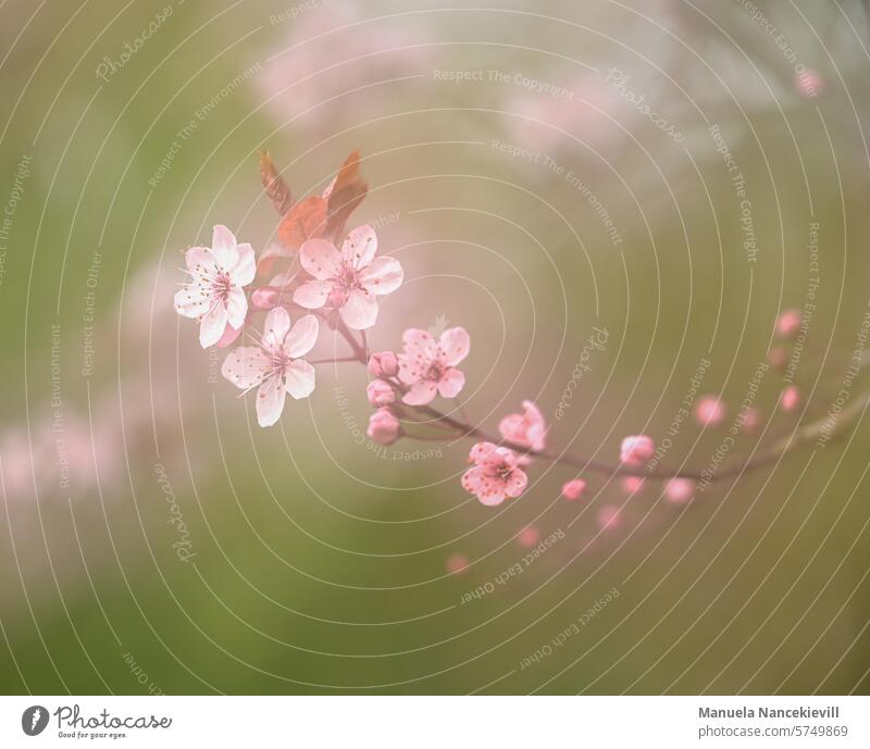 Delicate flower branch delicate blossoms flowering twig Flower magic delicately cherry plum Cherry plums prunus Prunus cerasifera enchanting Spring Nature