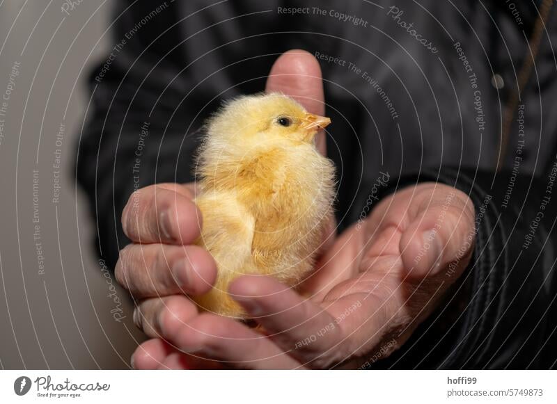 a young chick in the hand chicken Fuzz Bird Barn fowl hatched youthful portrait Animal Poultry Keeping of animals Farm animal Animal portrait Pet Rooster Beak