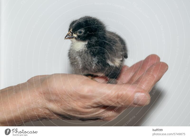 a young chick in the hand chicken Fuzz Bird Barn fowl hatched youthful portrait Animal Poultry Keeping of animals Farm animal Animal portrait Pet Rooster Beak