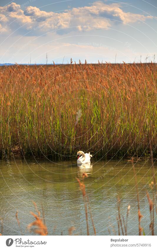 Swan floating on the river isonzo river cane thicket nature reserve of the Isonzo river mouth caneo soca river island of the cona Italy tourism touristic