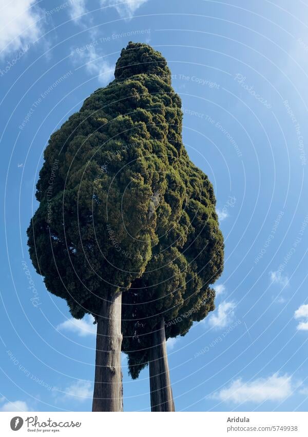 Cypresses against a blue sky with white clouds 2 Tall Landscape Italy Tree Tuscany Plant Green Beautiful weather Blue sky Clouds Large Worm's-eye view Sky