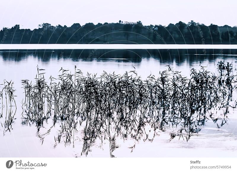 Reeds reflected in the calm lake at dusk aquatic plants reed Seaweed Water Lake reflection wild plants Common Reed Marsh grass wax Calm seawater Lakeside