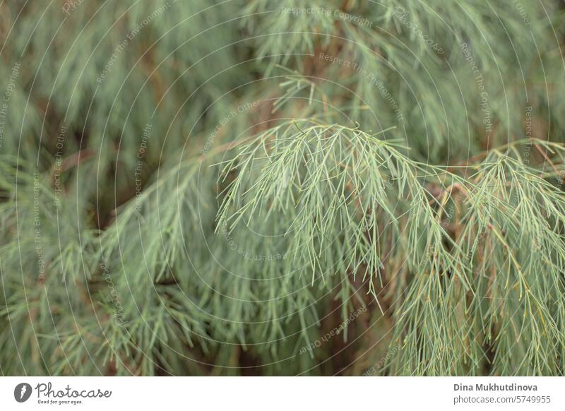 green evergreen tree plant closeup horizontal eco background with copy space conifer nature season forest fresh natural flora fir needle pine environment spruce