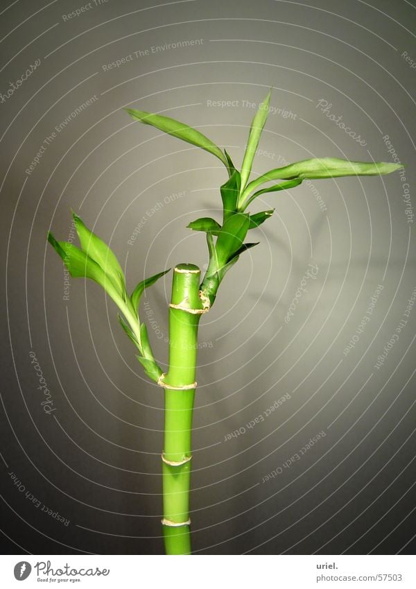 bamboo Green Plant Blade of grass Asia Decoration Garden Park Bamboo stick Nature risp Asian