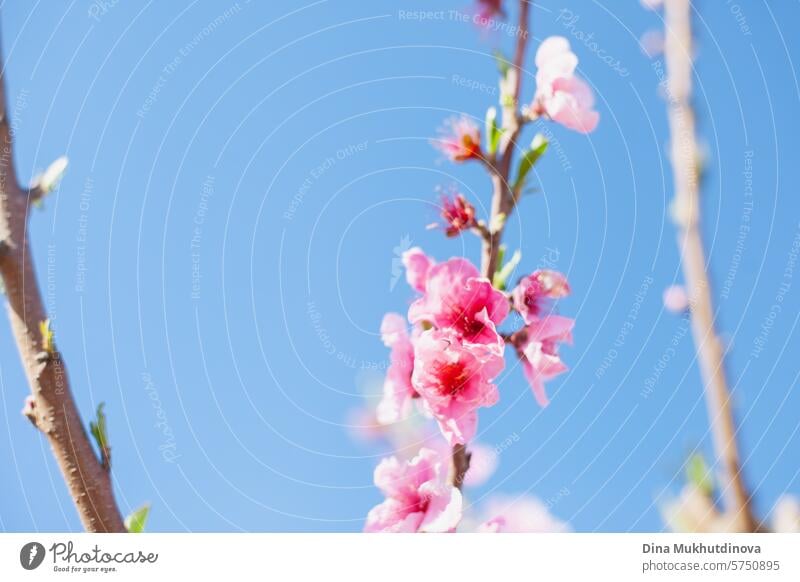 almond trees in bloom against blue sky. Spring background. Pink blossoms of cherry or peach trees in orchard garden. Agriculture industry. pink spring