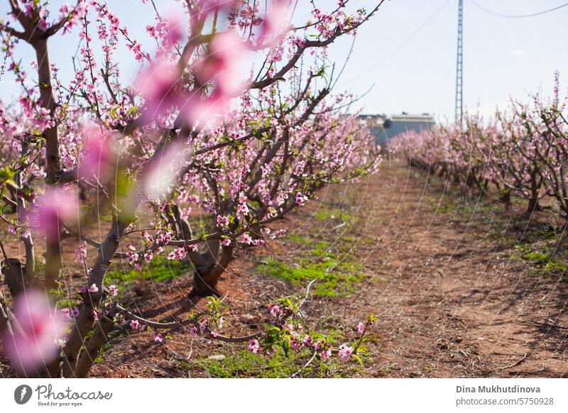 almond trees in bloom. Spring background. Pink blossoms of cherry or peach trees in orchard garden. Agriculture industry. pink spring springtime nature floral