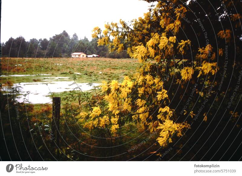 yellow mimosa tree in the rain Mimosa Rain rainy day Bad weather Landscape Damp Wet Yellow melancholically Rainy weather Hope melancholy romantic overcast