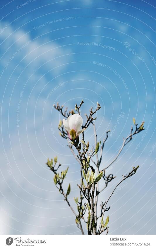 White magnolia blossom rises into the blue sky Sky pretty Spring day Branch Blossom Magnolia tree Tree Magnolia plants vernally spring awakening Growth