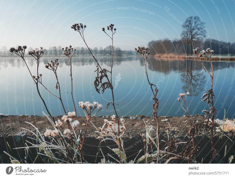 Riverbank greening Bushes stalks plants shore area Lake Pond Nature Water Exterior shot Deserted Environment Colour photo Calm Lakeside Landscape