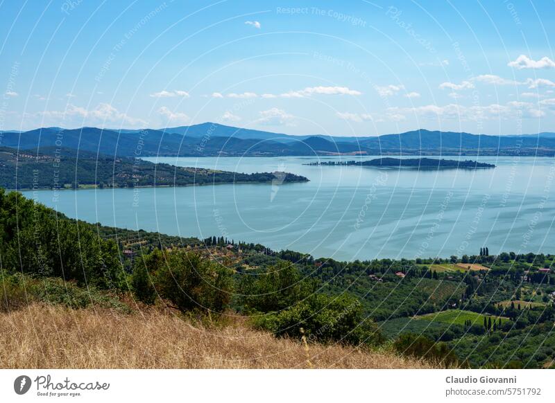 The Trasimeno lake at summer near Passignano Europe Italy July Perugia Umbria color country day landscape nature olive photography road rural sunny travel tree