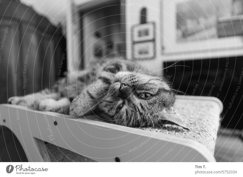 Cat relaxes on the scratching board hangover b/w Black & white photo Day Animal Pet Deserted Domestic cat Animal portrait Pelt B/W B&W Looking into the camera