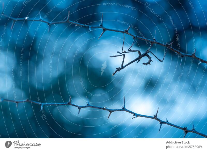 Empusa Pennata on Thorny branches against a blurred blue background thorn close-up blurred background sharp tranquil solitude malaga nature peaceful plant