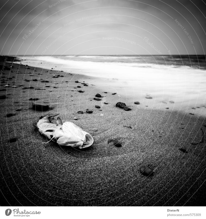 last rest Beach Ocean Waves Landscape Sand Water Clouds Horizon Autumn Coast Baltic Sea Animal Dead animal Fish 1 Stone Emotions Loneliness Sky