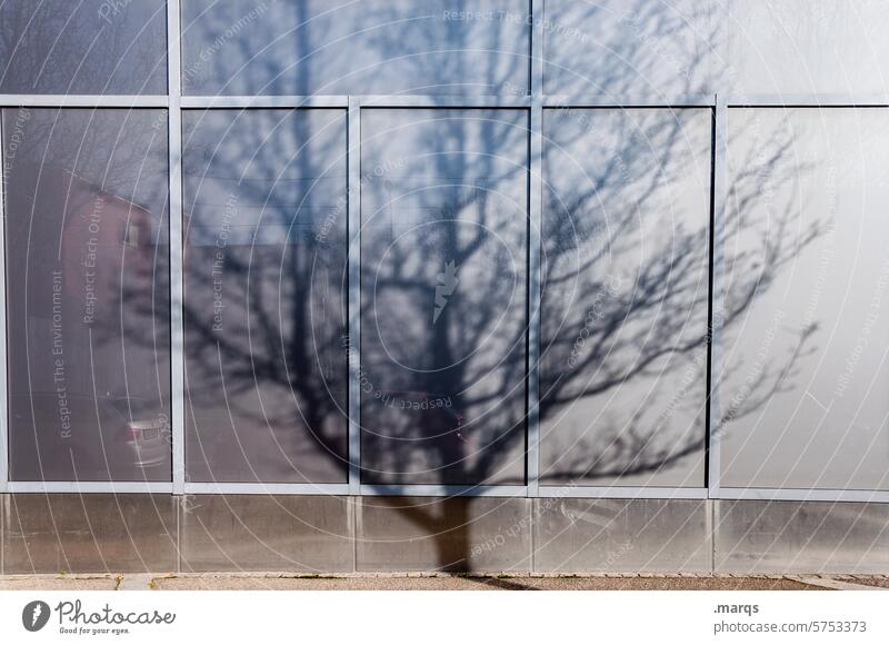 bald Shadow Town Facade Tree Twigs and branches Building Branches and twigs Sunlight Contrast Bald Branches Bleak Spring Autumn