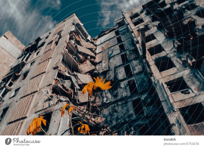 yellow flowers against the background of a destroyed house and a blue sky Donetsk Kherson Lugansk Mariupol Russia Ukraine abandon abandoned attack blown up